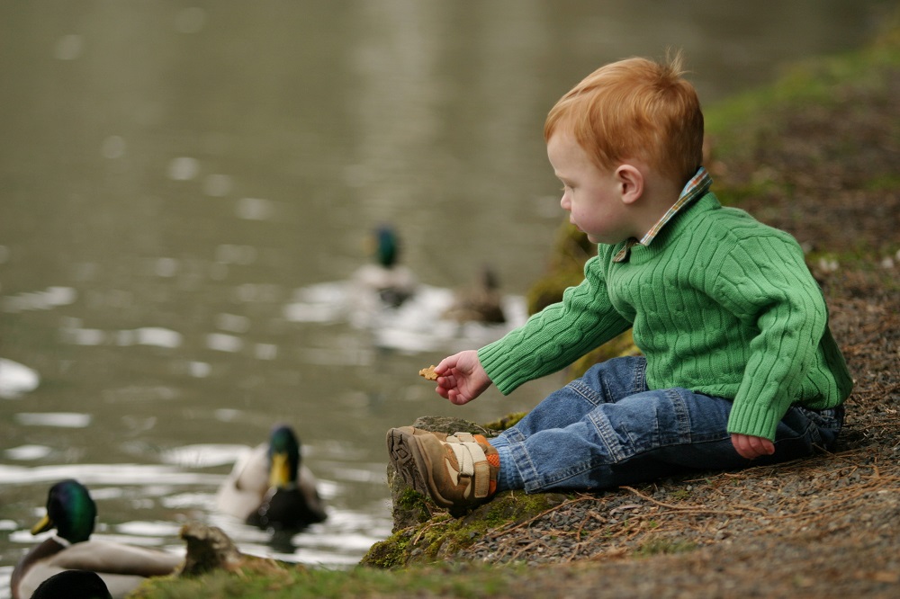 Toddler feeding the ducks in the park