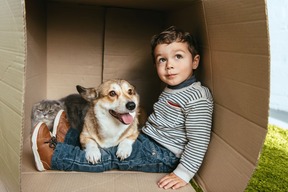 Little boy sitting in a cardboard box den with corgi dog on his lap and a cat in the background.