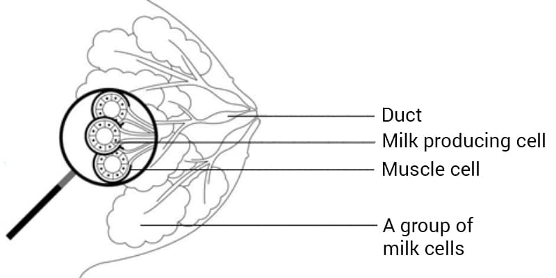 Illustration of an anatomical breast showing the duct, milk producing cell, muscle cell, and a group of milk cells. there is a magnifying glass highlighting the milk producing cell.