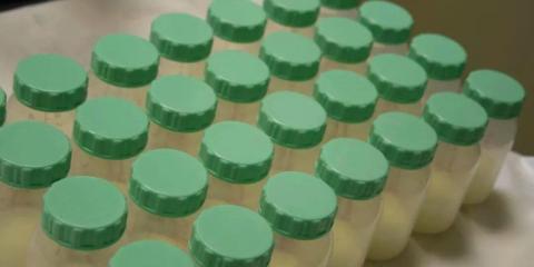 Photo of several dozens of milk bottles